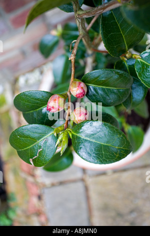 Gros plan du Camellia hybride, dentelle noire en bouton Banque D'Images