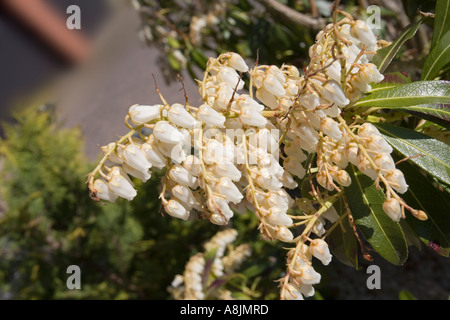 Un Pieris japonica, forêt flamme à l'affaissement des grappes de fleurs blanc rose pâle Banque D'Images