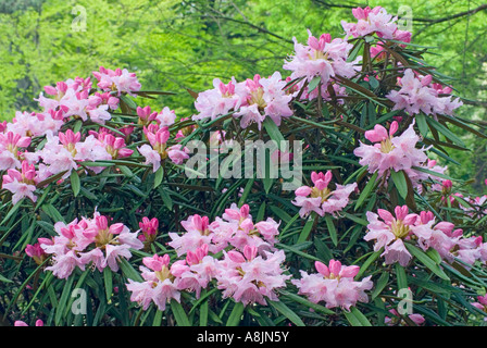 Rhododendron Makinoi rose fleurs Banque D'Images
