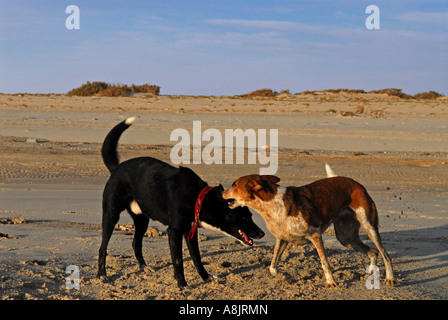 Les chiens jouant sur une plage Banque D'Images