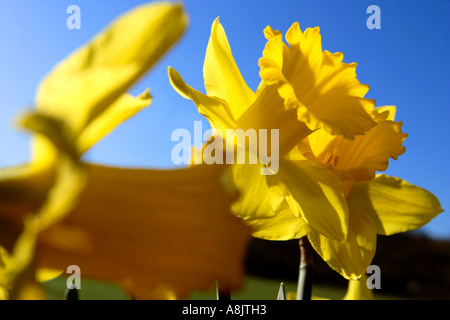 Les jonquilles dans soleil du printemps Banque D'Images