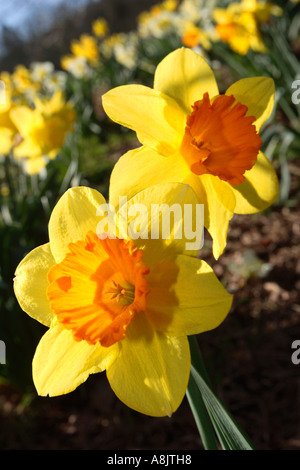 Les jonquilles dans soleil du printemps Banque D'Images