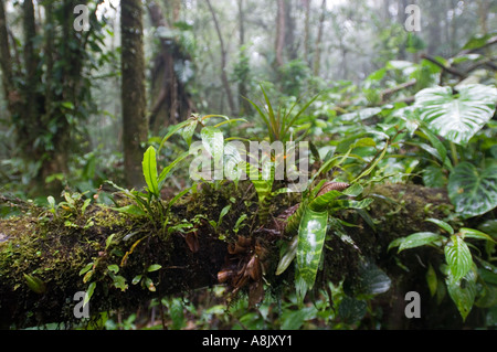 La Forêt de nuages à Altos del Maria, près de Elle Valle, Panama, Amérique Centrale Banque D'Images