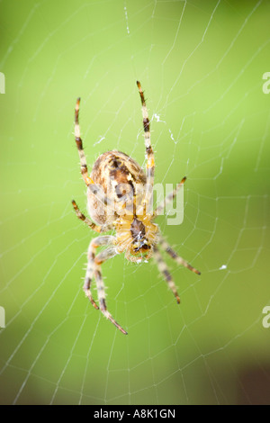 Jardin araignée dans le Web UK Araneus diadematus 'Norfolk' Banque D'Images
