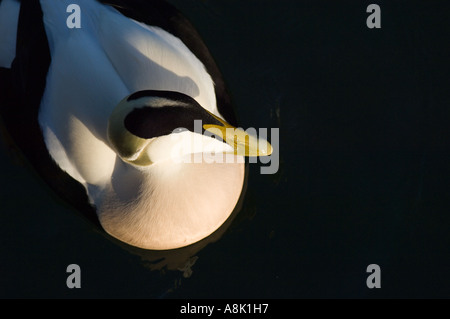 L'Eider à duvet, Somateria mollissima, homme de l'hiver britannique Northumberland mer Banque D'Images