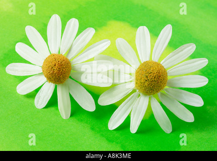 Fleurs de camomille CAMOMILLE/ sur vert Banque D'Images