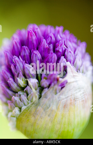 Allium en bourgeon Banque D'Images