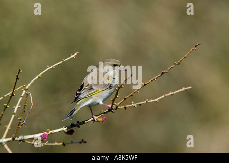 Verdier Carduelis chloris perché sur brindille du flou historique bedfordshire potton Banque D'Images