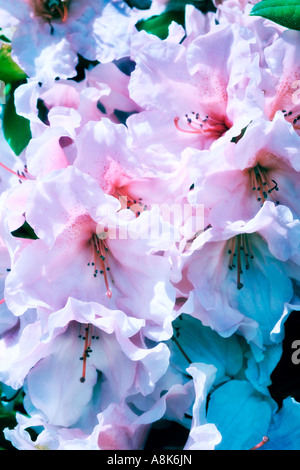 Jolie rose close up d'un groupe de fleurs de rhododendron Banque D'Images