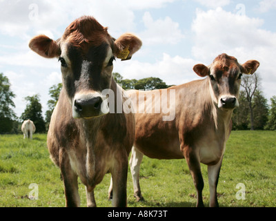 Deux vaches de Jersey dans un champ. Banque D'Images