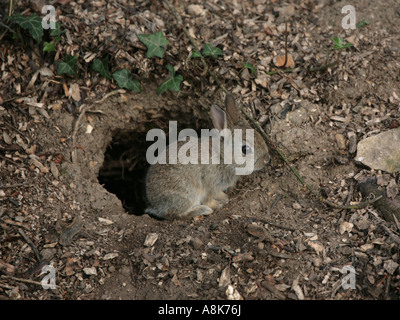 Un jeune lapin sauvage en face de son terrier. Banque D'Images