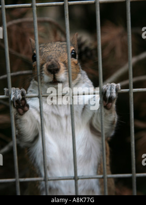 Un écureuil gris dans une cage à la recherche à travers les barreaux, de planification de s'échapper. Banque D'Images