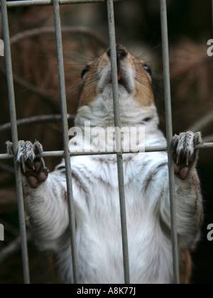 Un écureuil gris dans une cage à la recherche à travers les barreaux. Banque D'Images