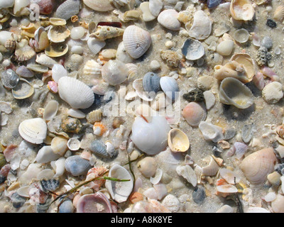 Libre de beaux coquillages sur la plage à Longboat Key Floride USA Banque D'Images