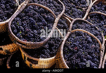 Bourgogne Panier Vendange bourguignonne paniers avec freshly harvested Pinot Noir Bourgogne France Banque D'Images