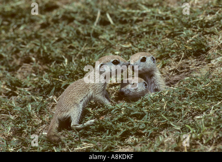 Queue ronde Spermophilus tereticaudus Arizona Banque D'Images