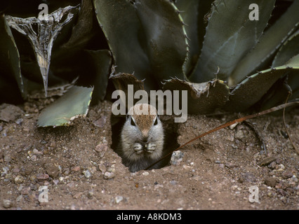 Queue ronde Spermophilus tereticaudus Arizona Banque D'Images