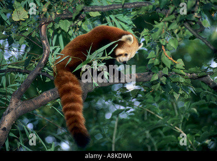 Panda rouge ou moins Ailurus fulgens Himalaya Chine Asie du sud Prisonnier Banque D'Images