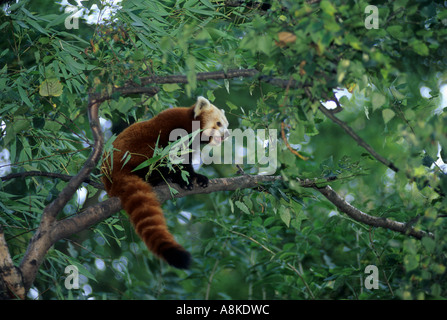 Panda rouge ou moins Ailurus fulgens Himalaya Chine Asie du sud Prisonnier Banque D'Images