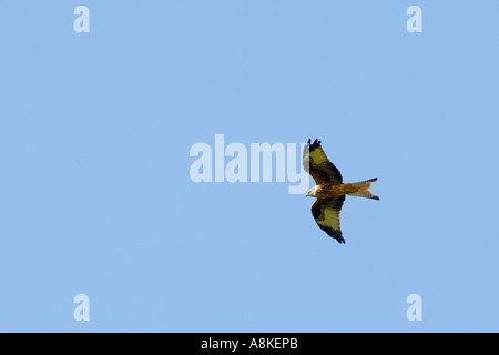 Assez proche de l'image d'un cerf-volant rouge en vol prise de dessous avec bon niveau de détail du plumage et ciel bleu clair au-dessus Banque D'Images