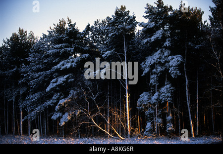 La neige couvrant des pins dans la forêt de Rendlesham, Suffolk, UK. Banque D'Images