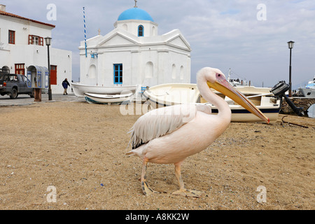 Eglise d'Agios Nikolaos et un pélican, Myconos, Grèce Banque D'Images