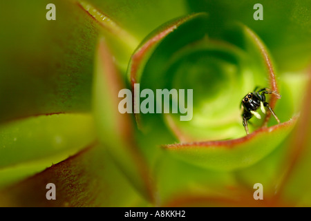 Araignée zèbre sur une feuille d'Aeonium Banque D'Images