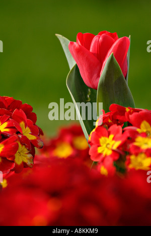 Primeroses et tulipe rouge Banque D'Images