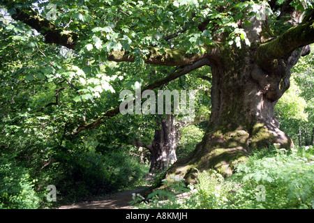 La renommée de Birnam Bois de MacBeth. ,Birnam Dunkeld, dans le Perthshire, Écosse, Royaume-Uni. Banque D'Images