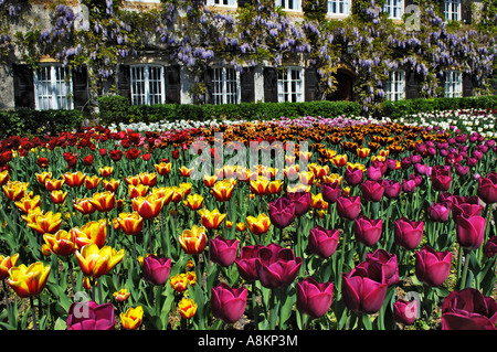 Jardin de tulipes (Tulipa) et de glycine de Chine (Wisteria sinensis), jardin à Aying, Bavière, Allemagne Banque D'Images