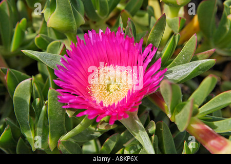 Hottentots Carpobrotus acinaciformis (fig), Santorin, Grèce Banque D'Images