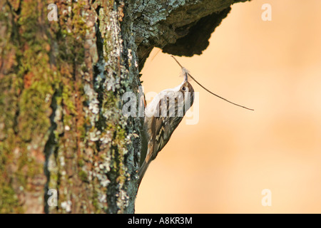 Bruant des courts (Certhia brachydactyla) avec matériau Banque D'Images