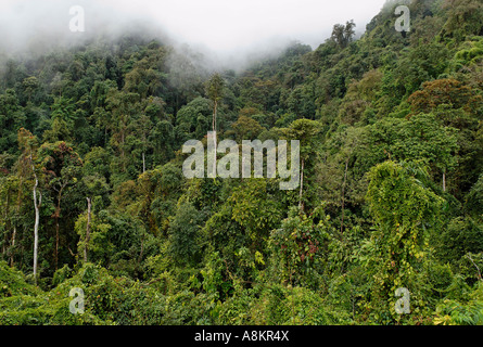 Forêt tropicale à l'État de Kachin, au Myanmar Banque D'Images