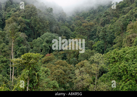 Forêt tropicale à l'État de Kachin, au Myanmar Banque D'Images