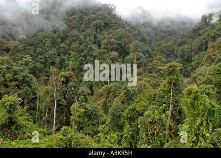 Forêt tropicale à l'État de Kachin, au Myanmar Banque D'Images