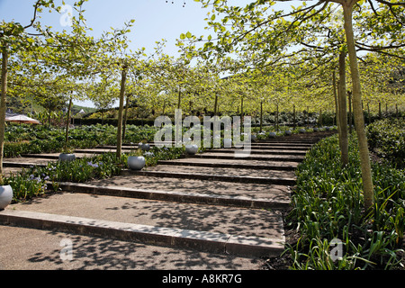 Allée d'arbres à l'Eden Project Cornwall Royaume-uni Europe Banque D'Images