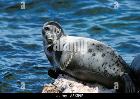 Baikal, Phoca sibirica, parc national Zabaikalsky, Îles Ouchkany, Lac Baikal, Russie Banque D'Images