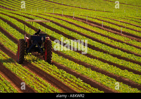 Agriculteur sur le tracteur, l'Australie, horizontal, Banque D'Images