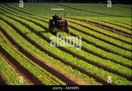 Agriculteur sur le tracteur, l'Australie, Banque D'Images