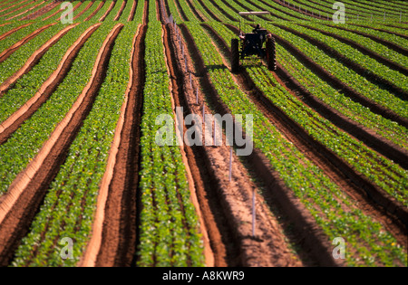 Agriculteur sur le tracteur, l'Australie, Banque D'Images