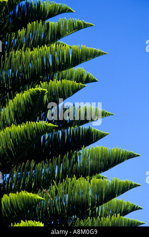 L'île Norfolk pine tree Mid North Coast New South Wales Australie Araucaria heterophylla verticale Banque D'Images