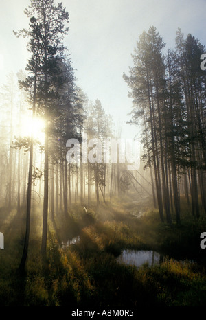 USA NEW YORK Morning Mist avec lumière peeping par lodge pole en pin Targhee National Forest Harriman State Park, de l'Est Id Banque D'Images