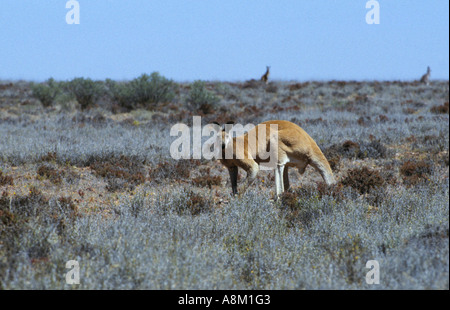 Kangourou rouge, , , , SW, Queensland, Australie Macropus rufus, horizontale Banque D'Images