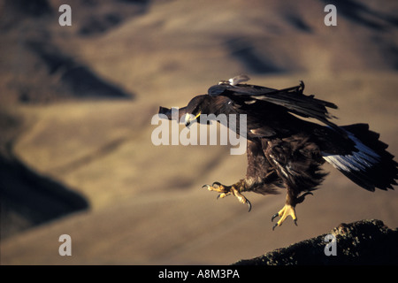 Golden Eagle prêt pour l'atterrissage dans les oiseaux de proie, près de Boise, Idaho, USA Banque D'Images