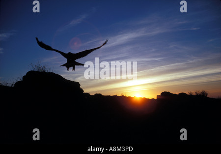 Golden Eagle planeur sur paroi du canyon au coucher du soleil les oiseaux de proie, près de Boise, Idaho, USA, Banque D'Images