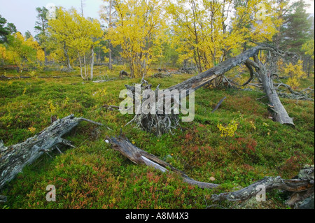 La forêt ancienne de Stora Sjöfallet Parc National ; Laponia Zone du patrimoine mondial, Laponie, Suède. Banque D'Images