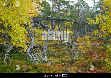 La forêt ancienne de Stora Sjöfallet Parc National ; Laponia Zone du patrimoine mondial, Laponie, Suède. Banque D'Images