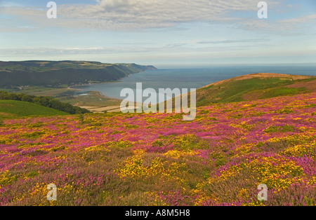 L'ajonc & Heather sur Bossington Hill, à l'ensemble de Porlock Bay, le long de la côte du Parc National d'Exmoor, Somerset, Grande Bretagne. Banque D'Images