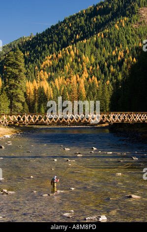 IDAHO CLEARWATER NATIONAL FOREST Automne scenic d'un pêcheur de mouche pour la truite dans le Locksa River North Central M. Id Banque D'Images