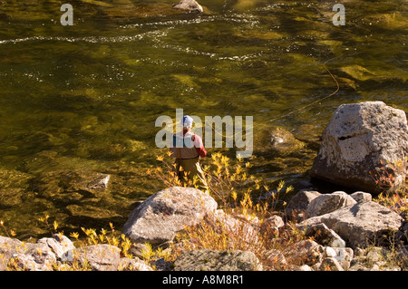 IDAHO CLEARWATER NATIONAL FOREST Automne scenic de fly fisherman casting pour la truite dans la rivière Locksa Monsieur Banque D'Images